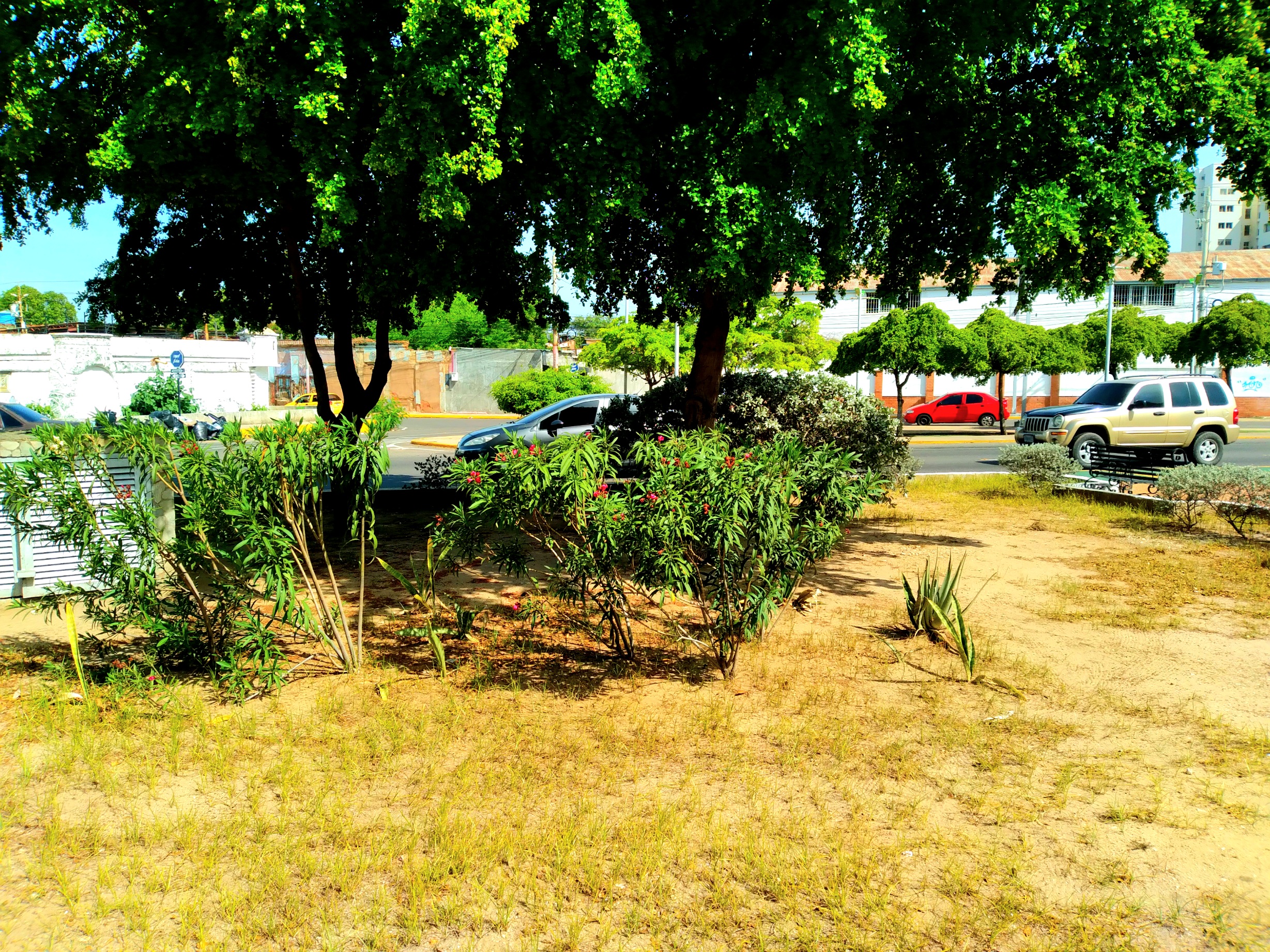 20250604_095602.jpg