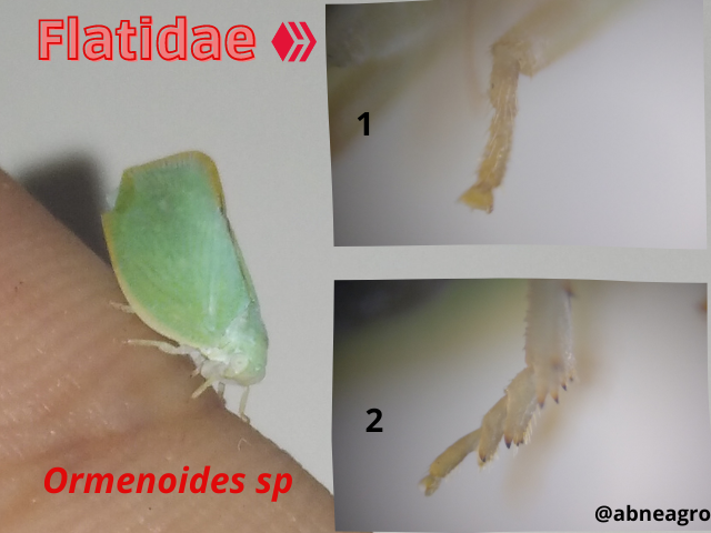 Automeris cf. jucunda (7).png