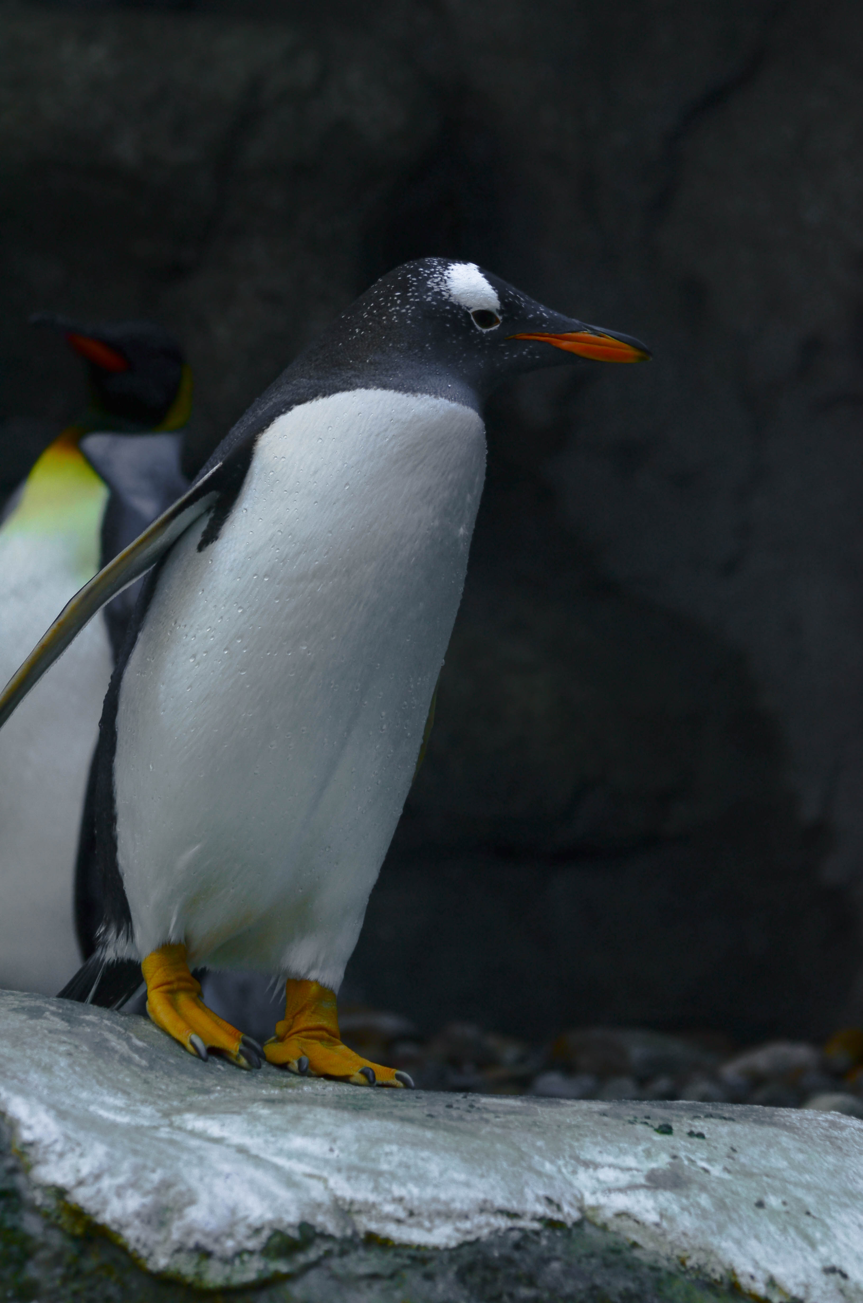 Calgary Zoo May 28 2012-3915.JPG