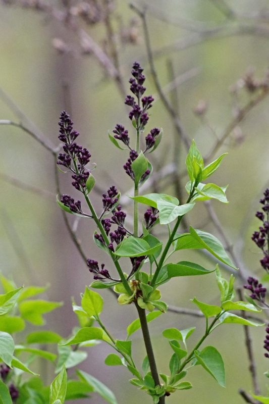 hive-garden-lilac-a.jpg