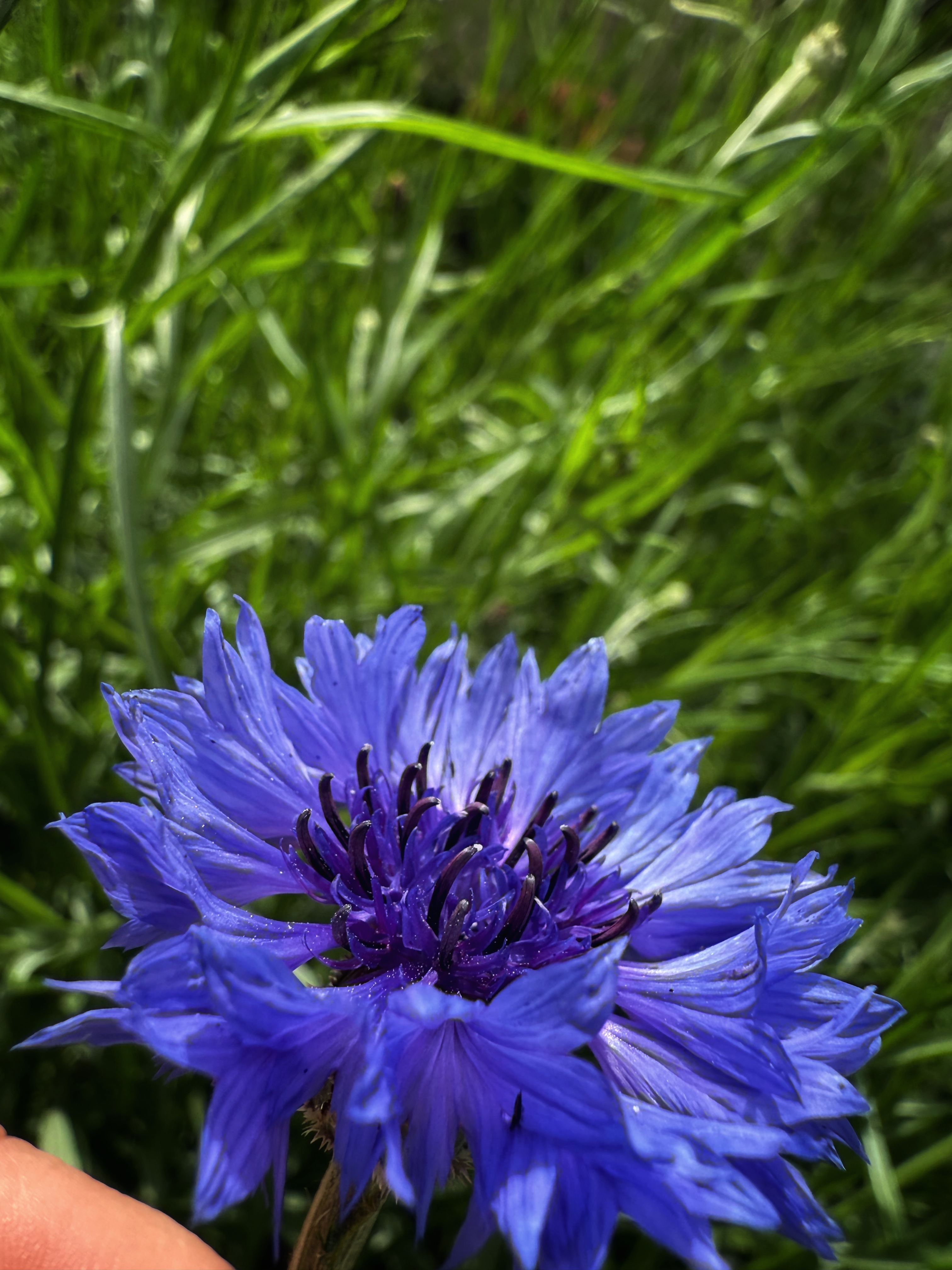 IMG_2791.jpeg