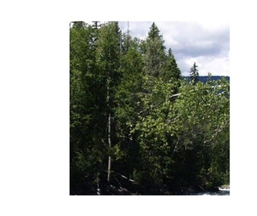 https://images.hive.blog/DQmU7AvTnNfG9uLnArws76iYBQ2MT4tiiQDNLt6KeHaunff/cedar-woods.jpg