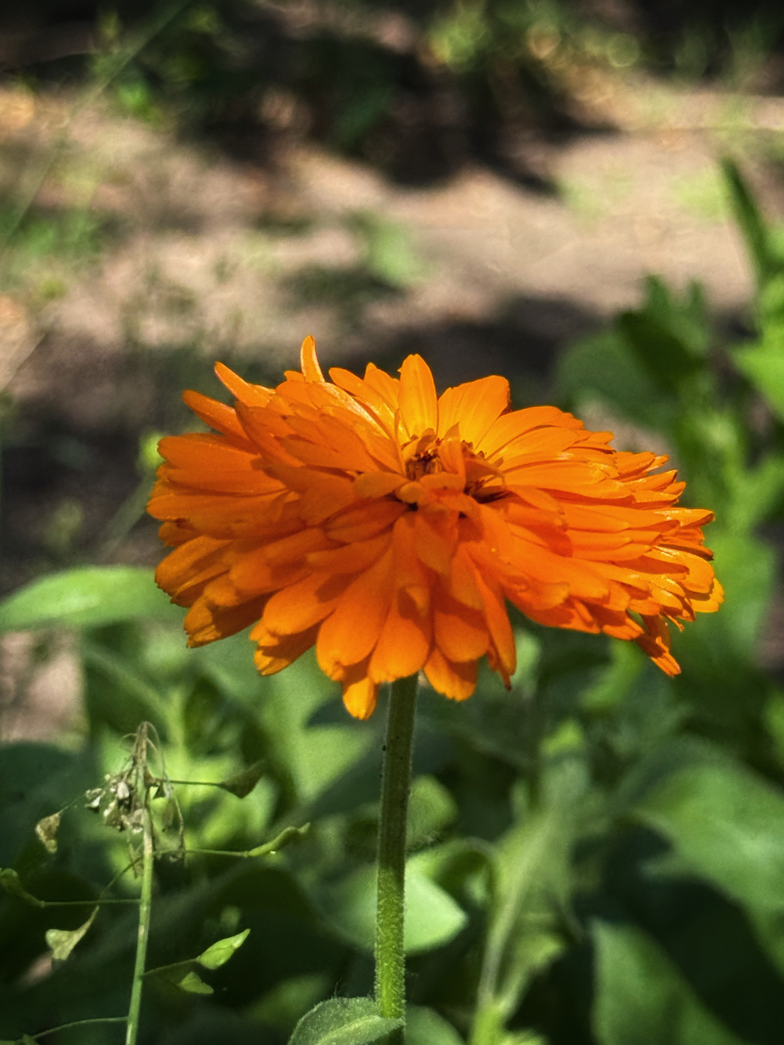 IMG_3545.jpeg