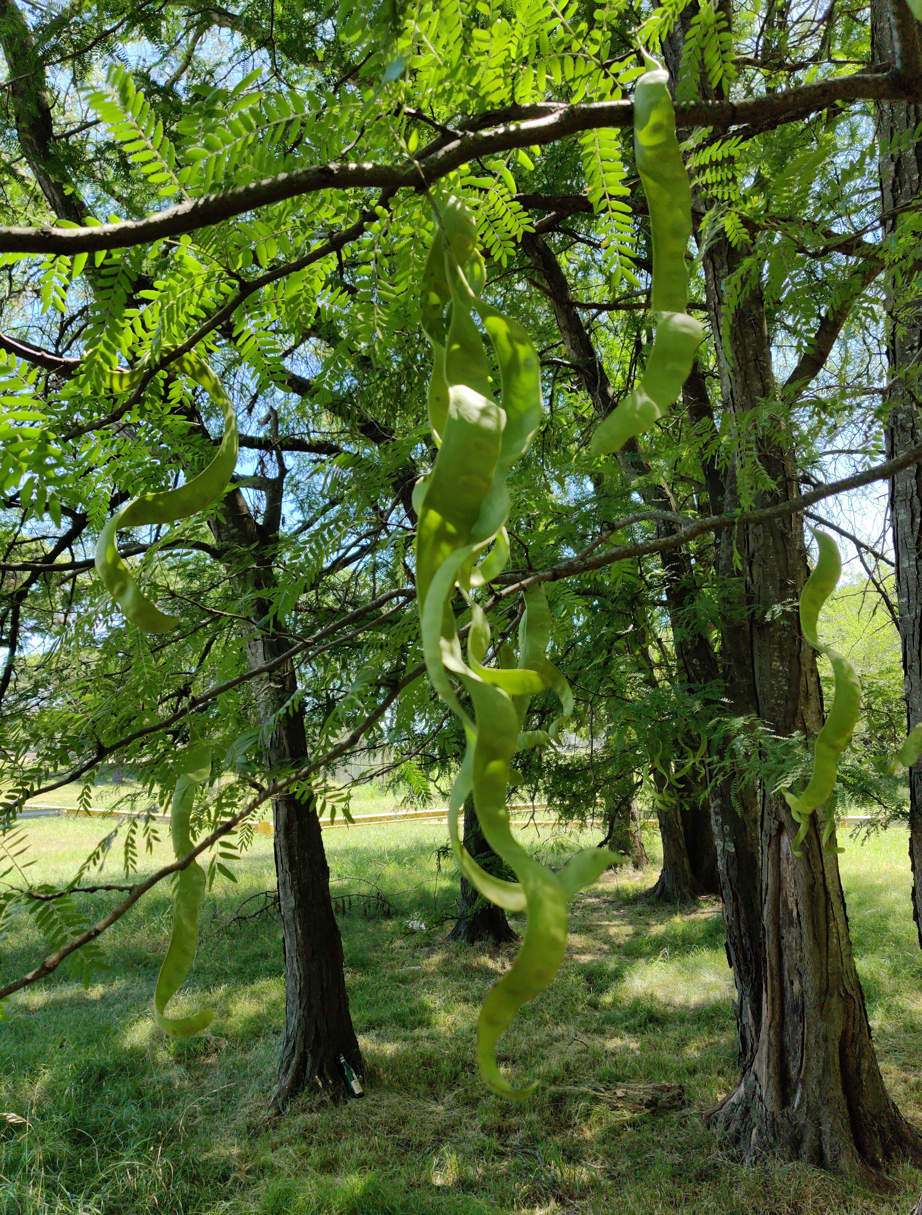 copia-campo-3.jpg