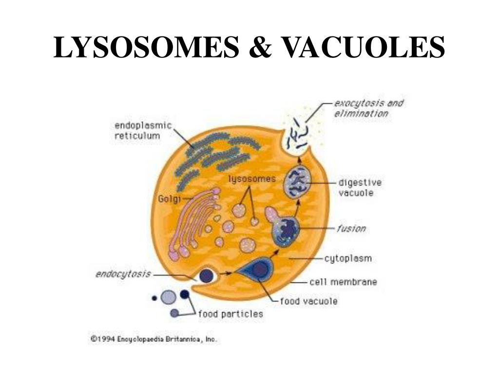 lysosomes-vacuoles-l.jpg