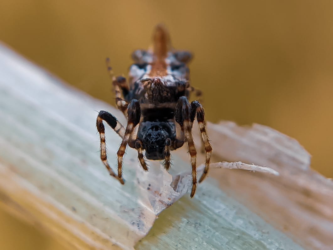 orb spider (4).jpeg