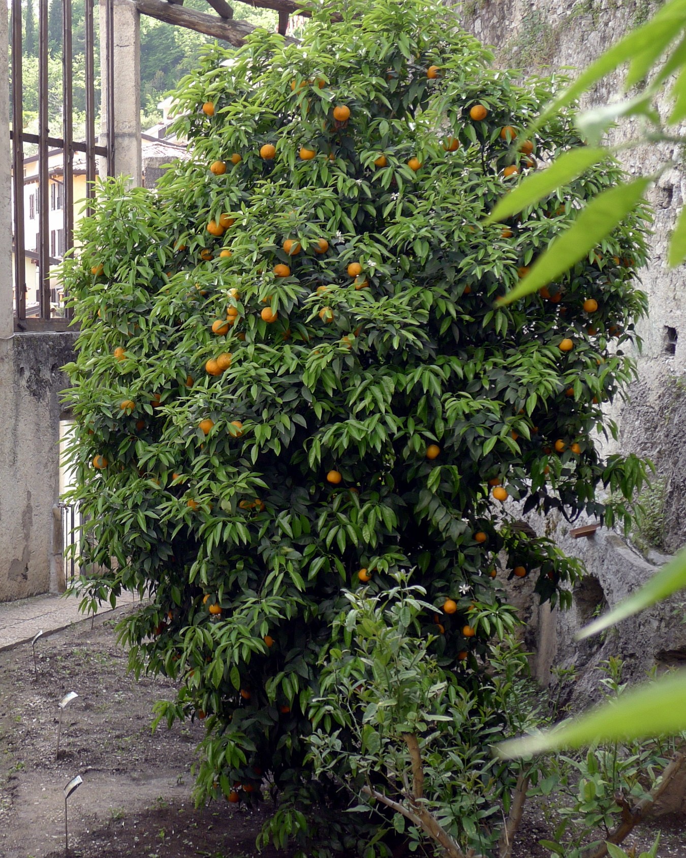 Orange tree oranges garden.jpeg