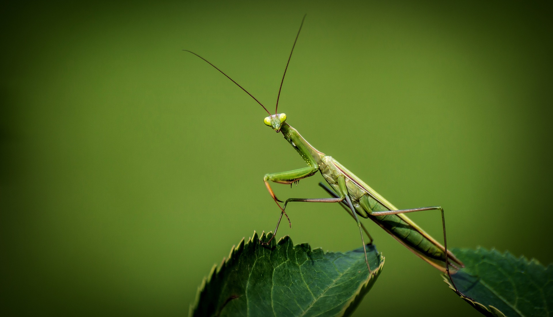 praying-mantis-ge00f50b65_1920.jpg