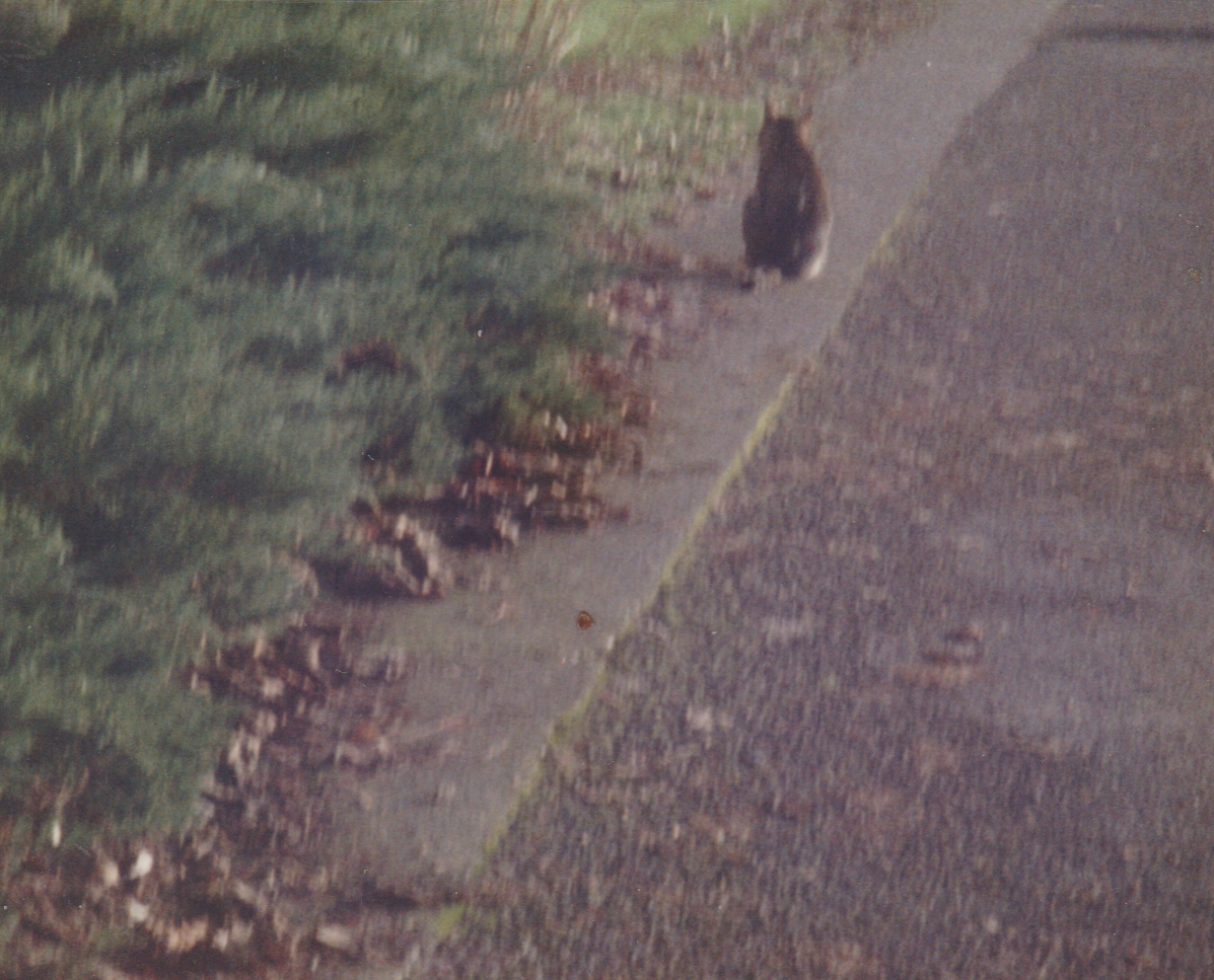 1990's maybe cat in the street 02.jpg