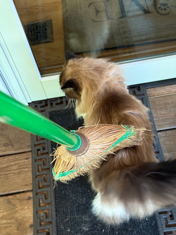 caturday-cat-broom-2.jpg