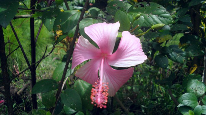 flower pink hibiscus with dais.jpg