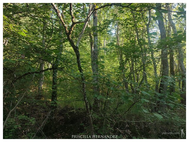 forest (2).jpg