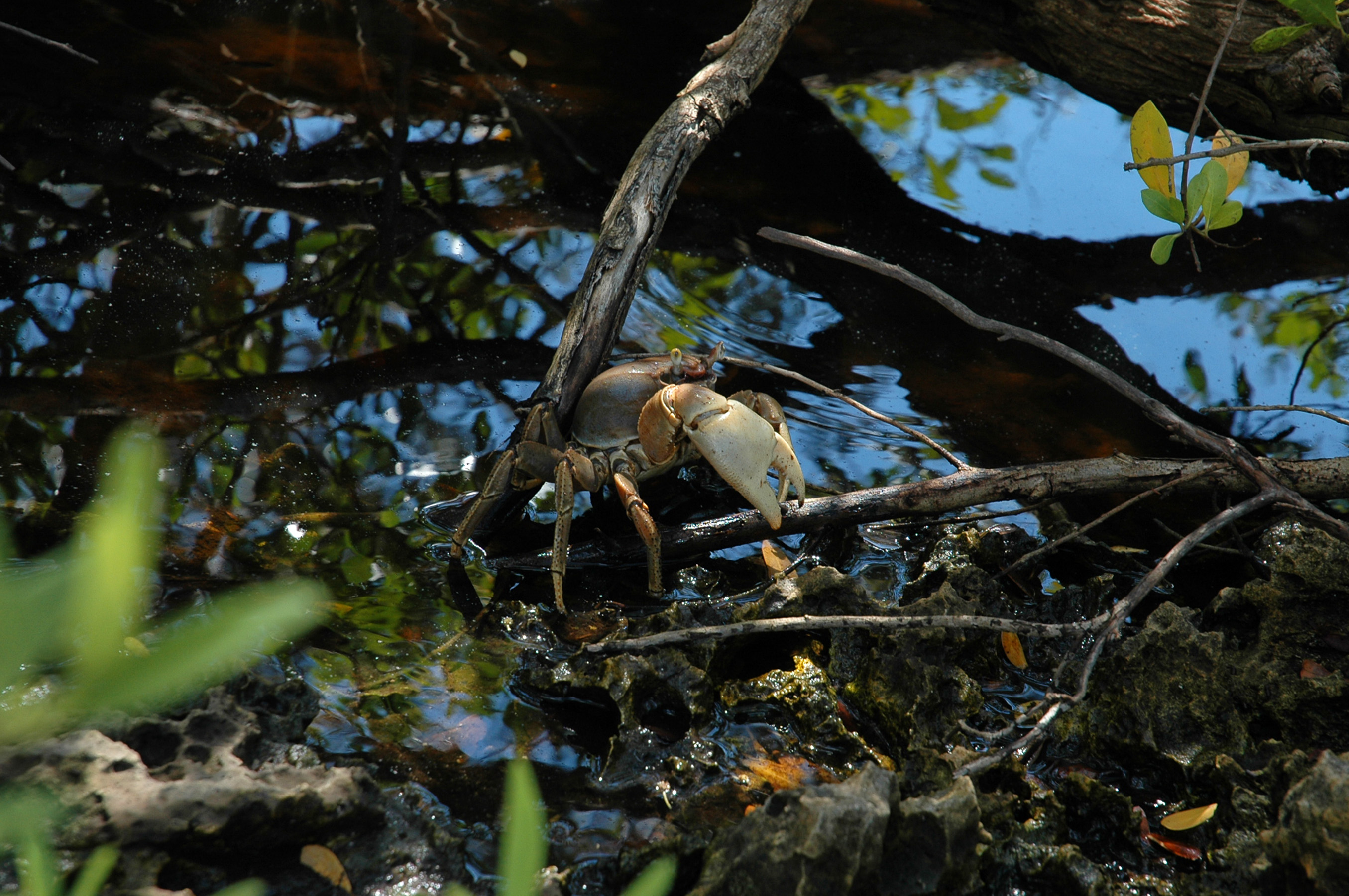 crab in mangrove.jpg