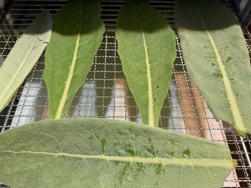 hivegarden-dehydrating-mullein-.jpg