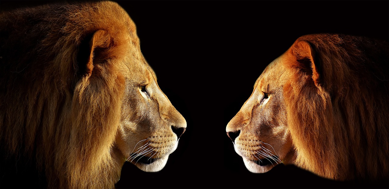 lion-3057316_1280.jpg