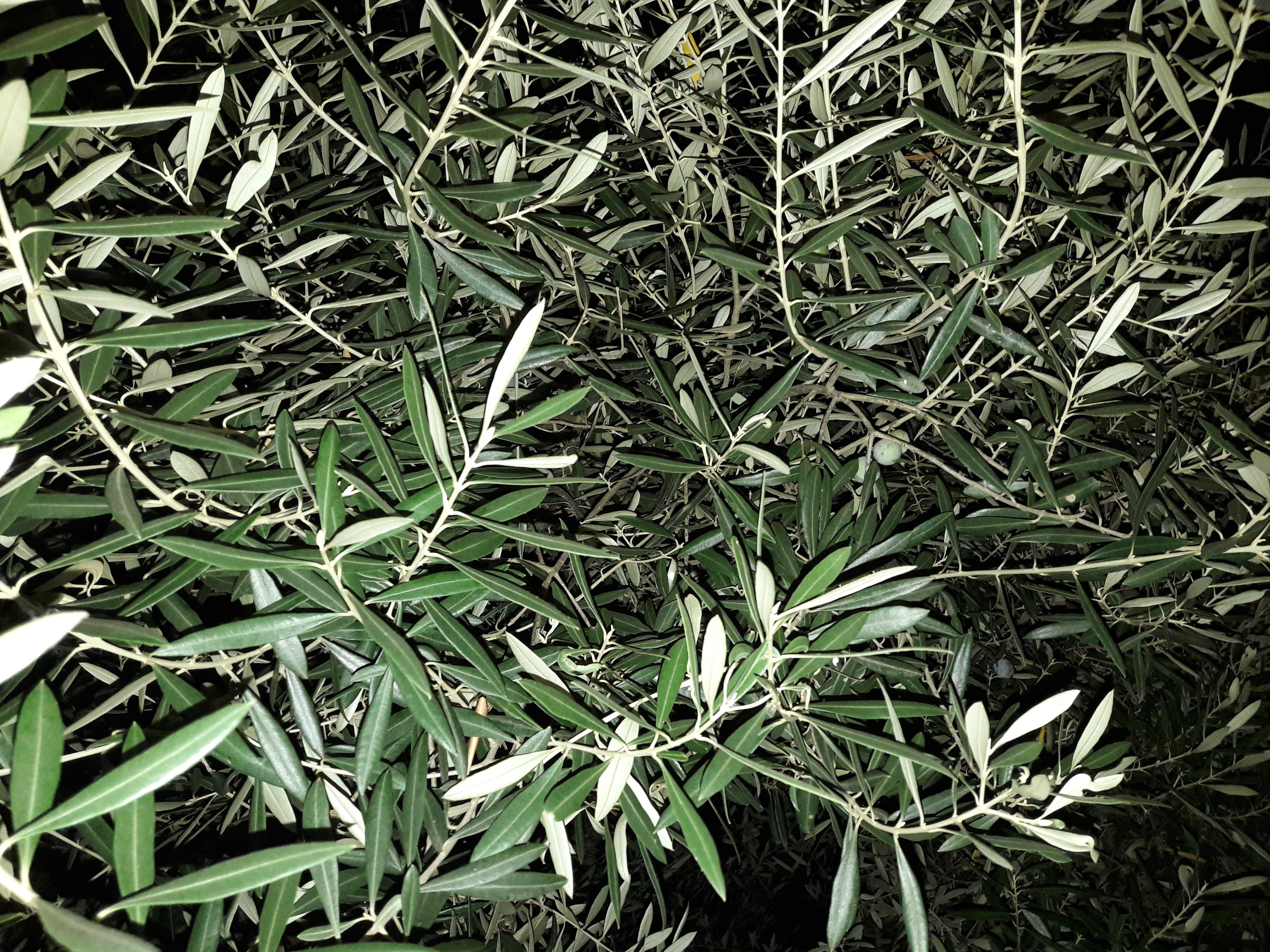 Flora-Tree-Forest-Publicdomain (19).jpg