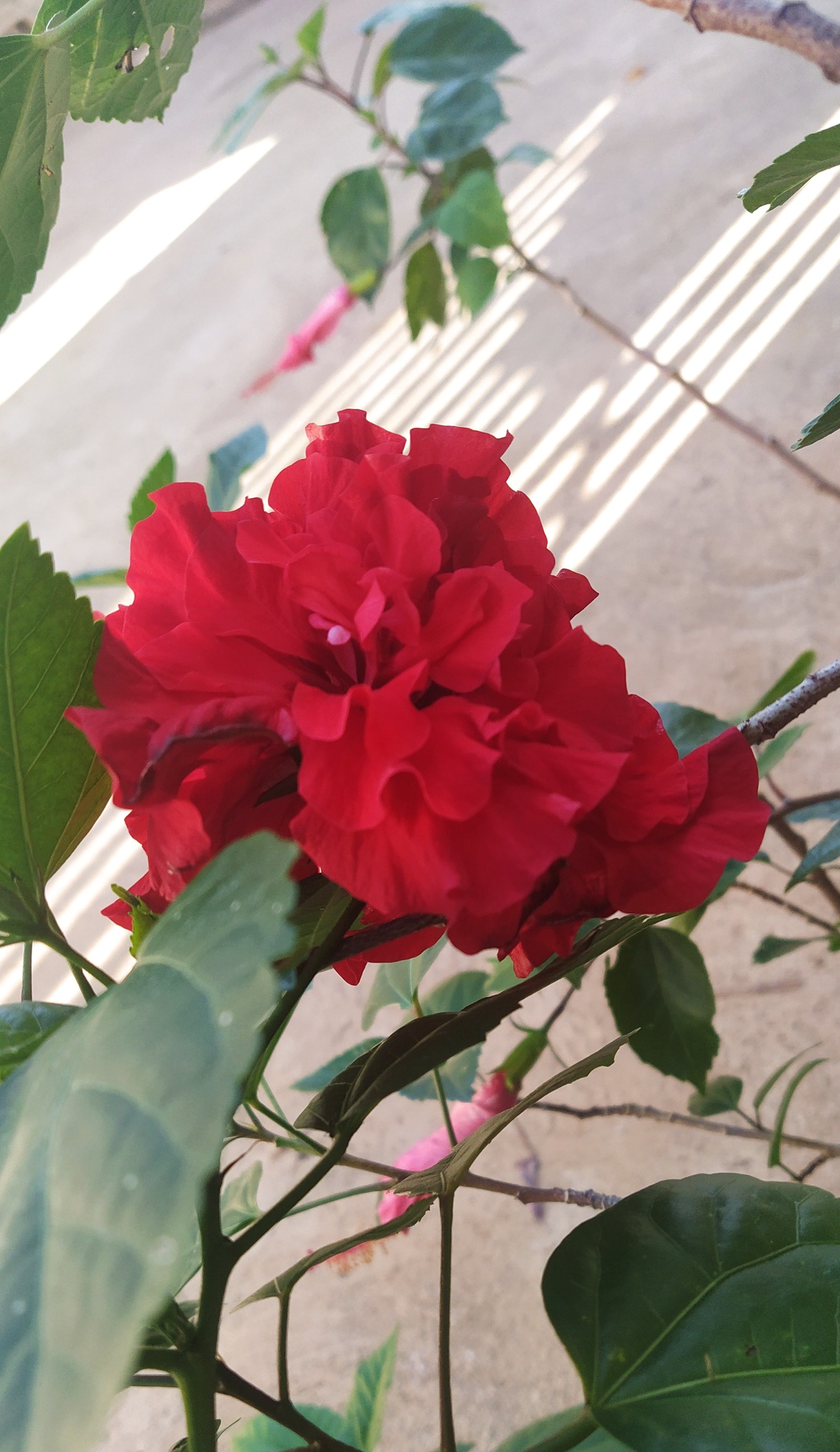 Fresca mañana de domingo y una bella flor roja /// Fresh Sunday morning and  a beautiful red flower — Hive