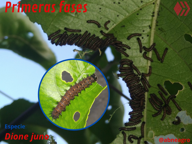 Automeris cf. jucunda (4).png