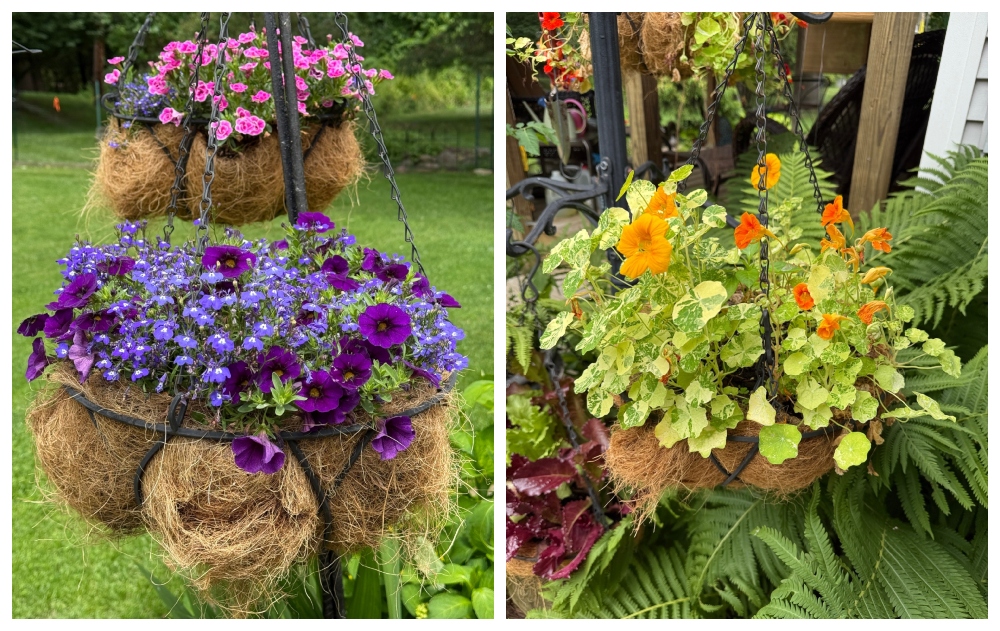 hivegarden-hanging basket-2.jpg
