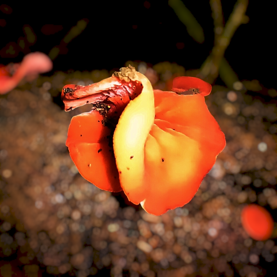 Photoroom-20250203_210036.png