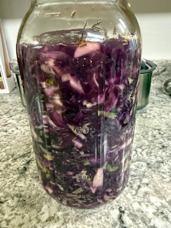 hivegarden-cabbage-sauerkraut-2.jpg