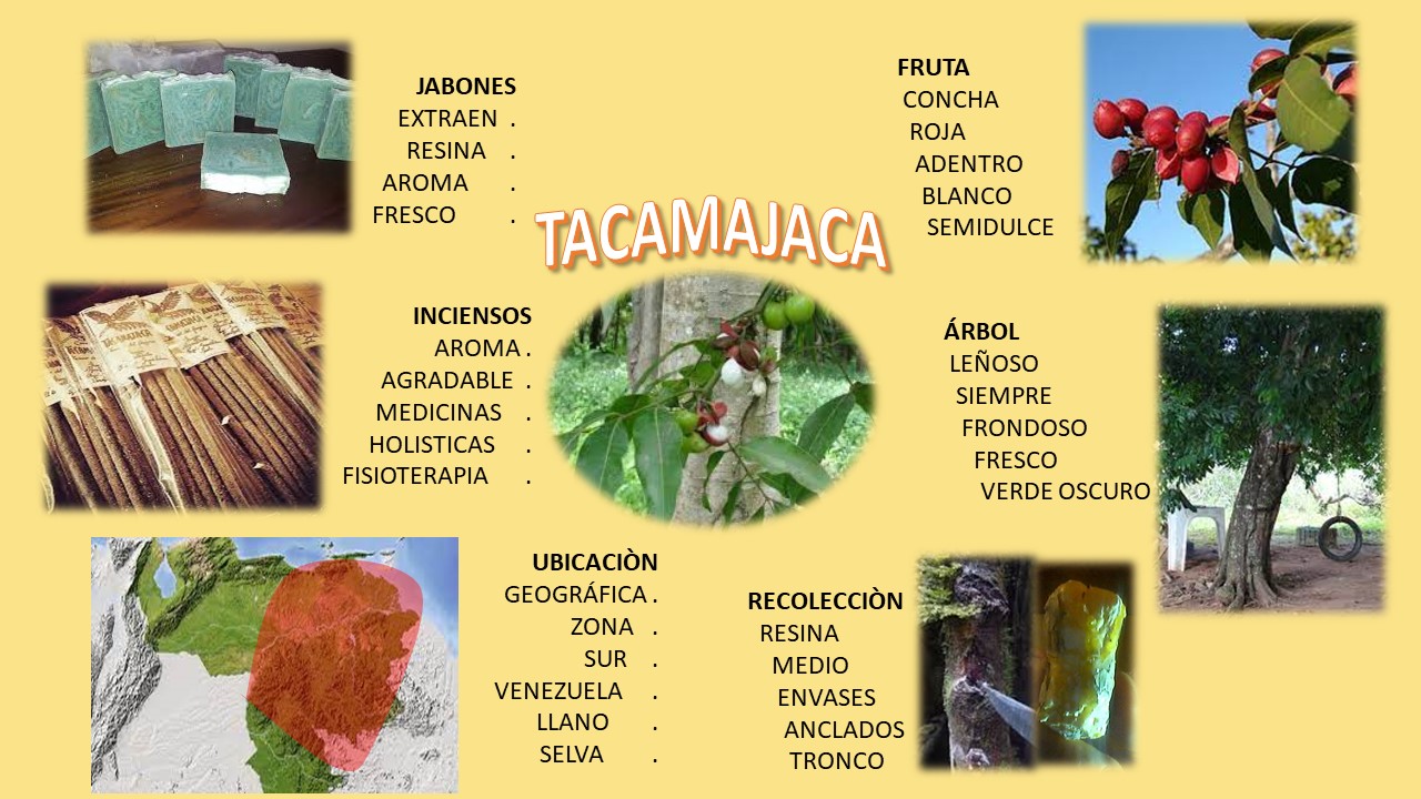 La Tacamahaca o tacamajaca: fruto desconocido por muchos y bendecido por  sus atributos medicinales. — Hive