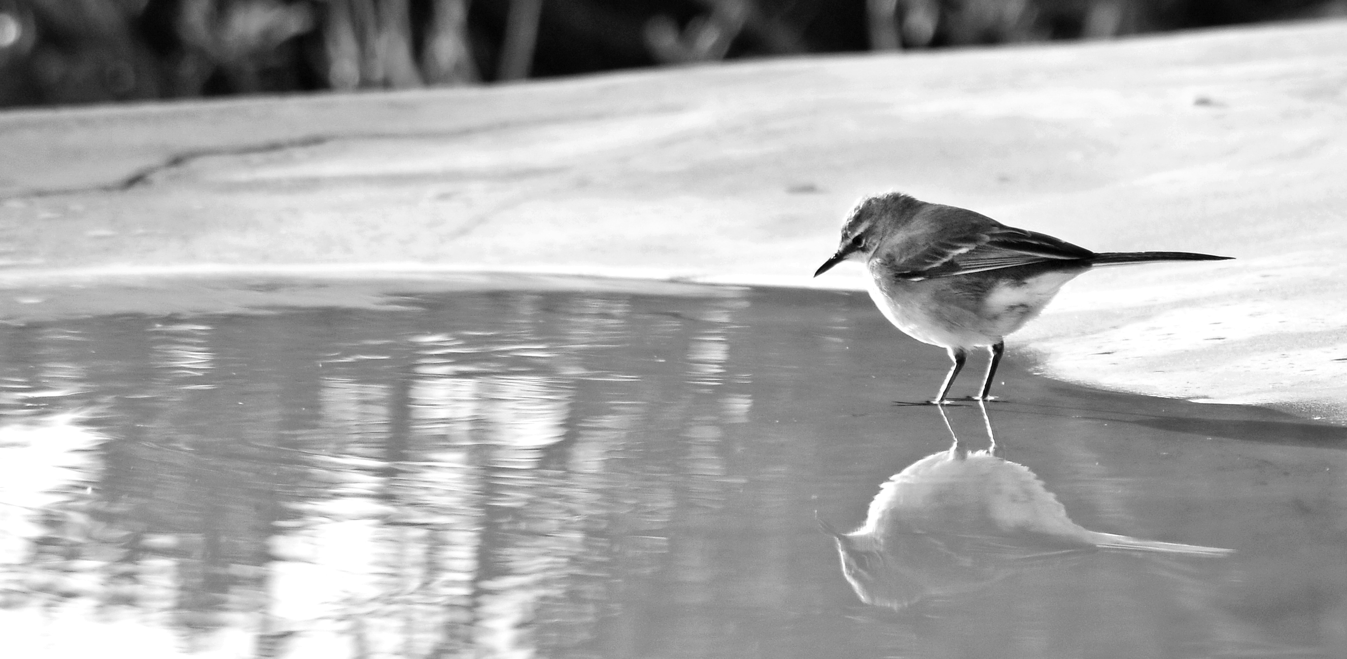 BW birb.JPG