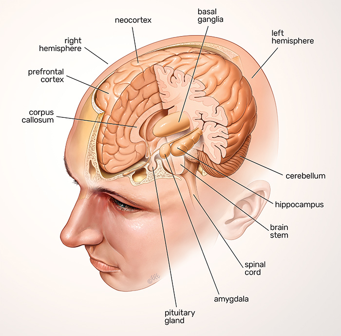 Basic-brain-anatomy.jpg