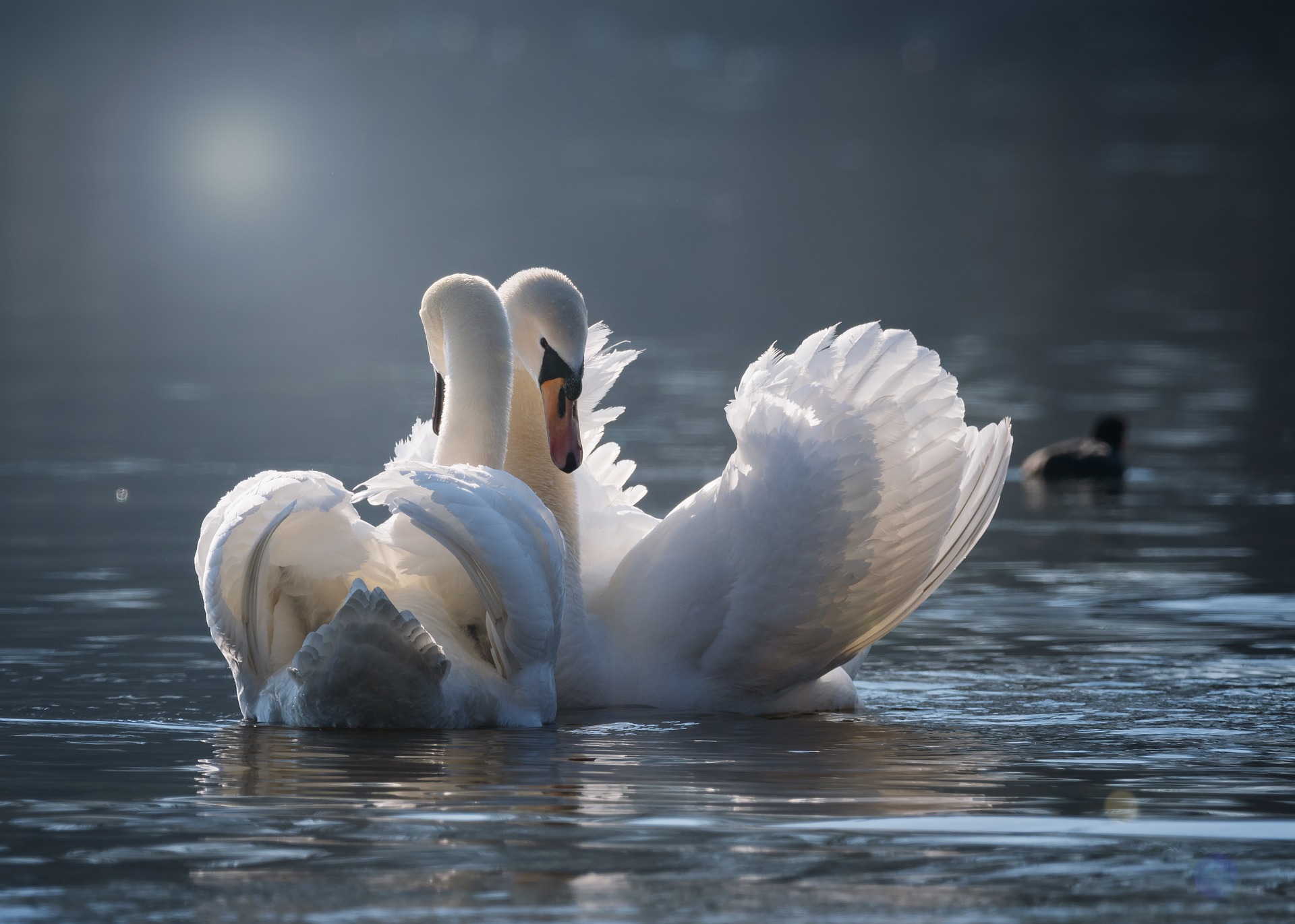 swan-gc4661a2bf_1920.jpg