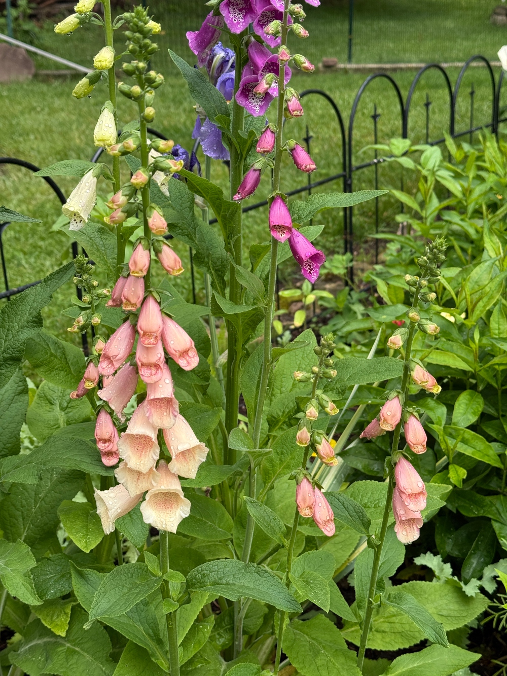 hivegarden-flower-6.jpg