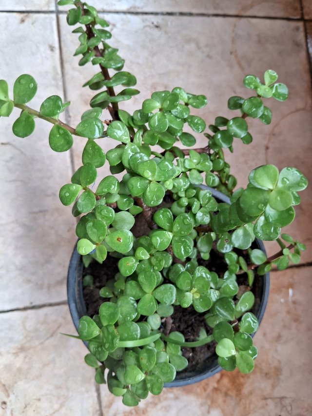 Elephant bush plant 2.jpg