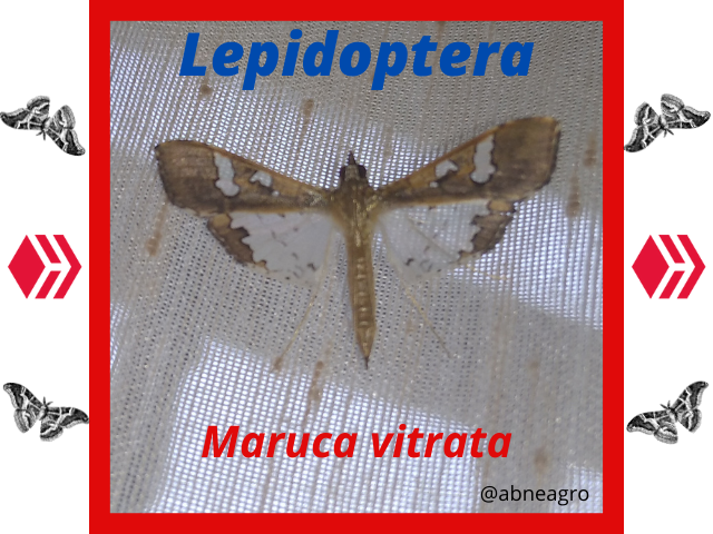 Lepidoptera.png