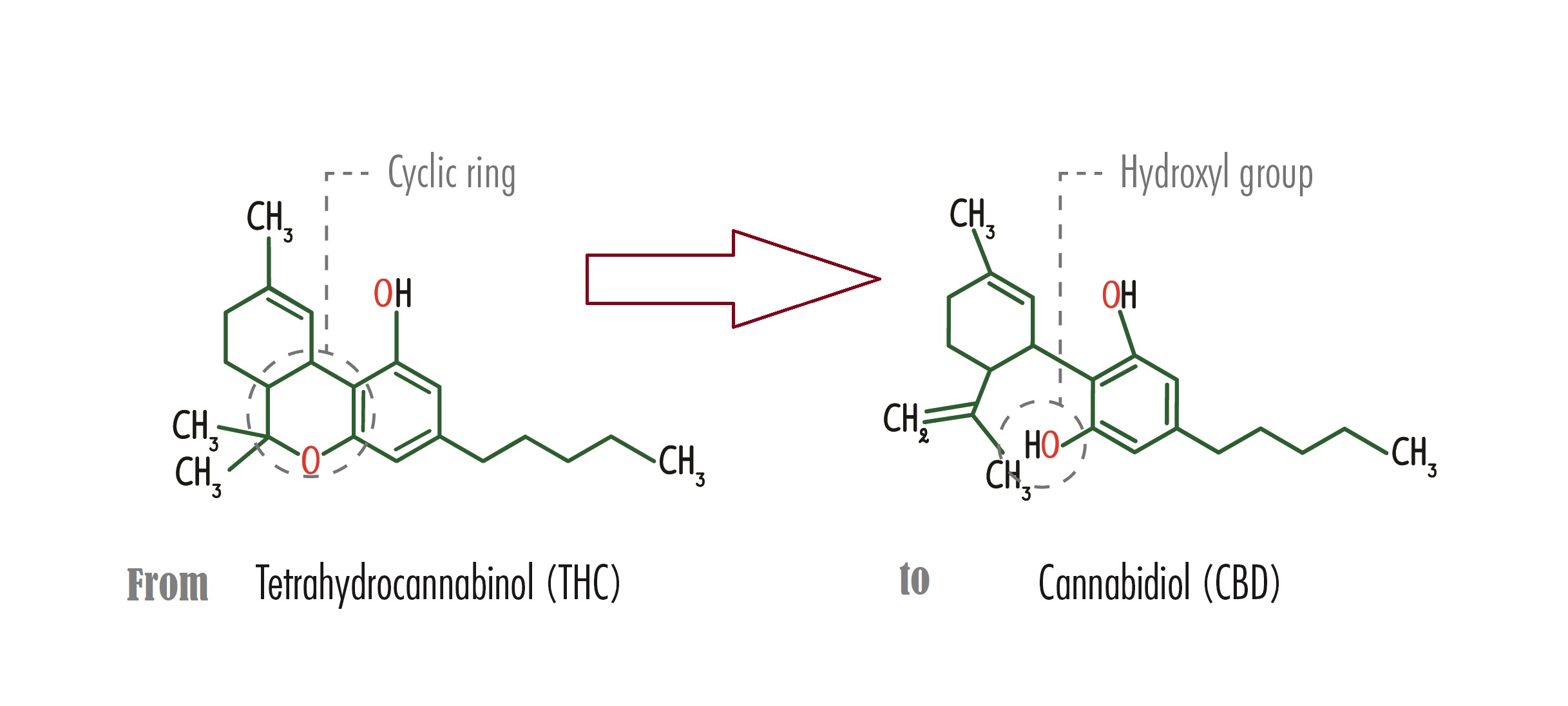 from thc to cbd.jpg