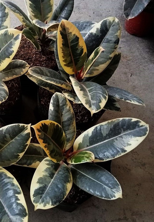 Rubber plant 3.jpg