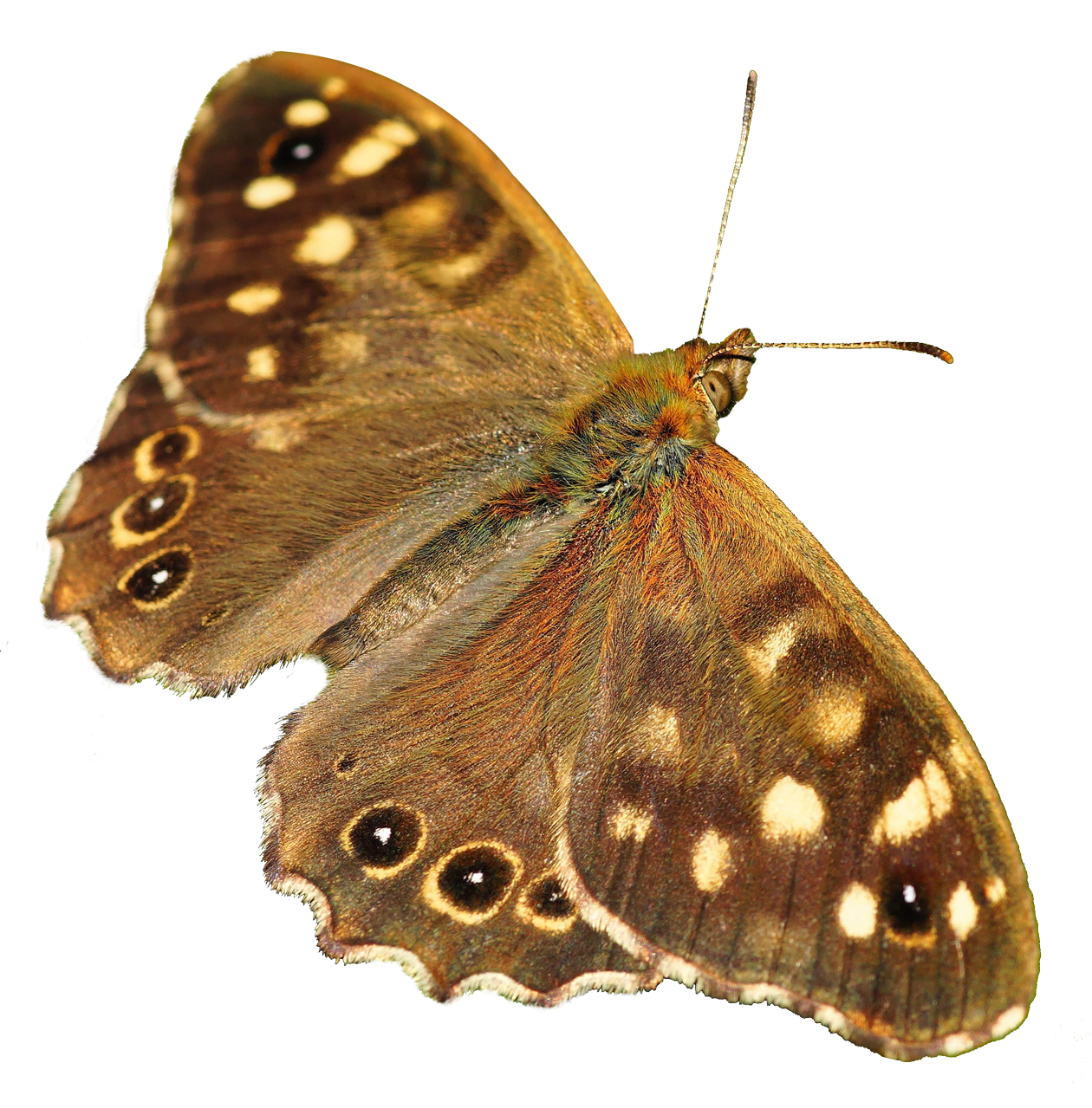 Butterfly - 1260x1279.png