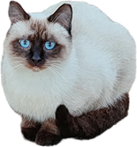 imagen.png