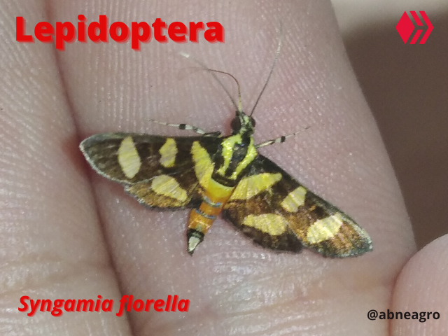 Automeris cf. jucunda (1).png