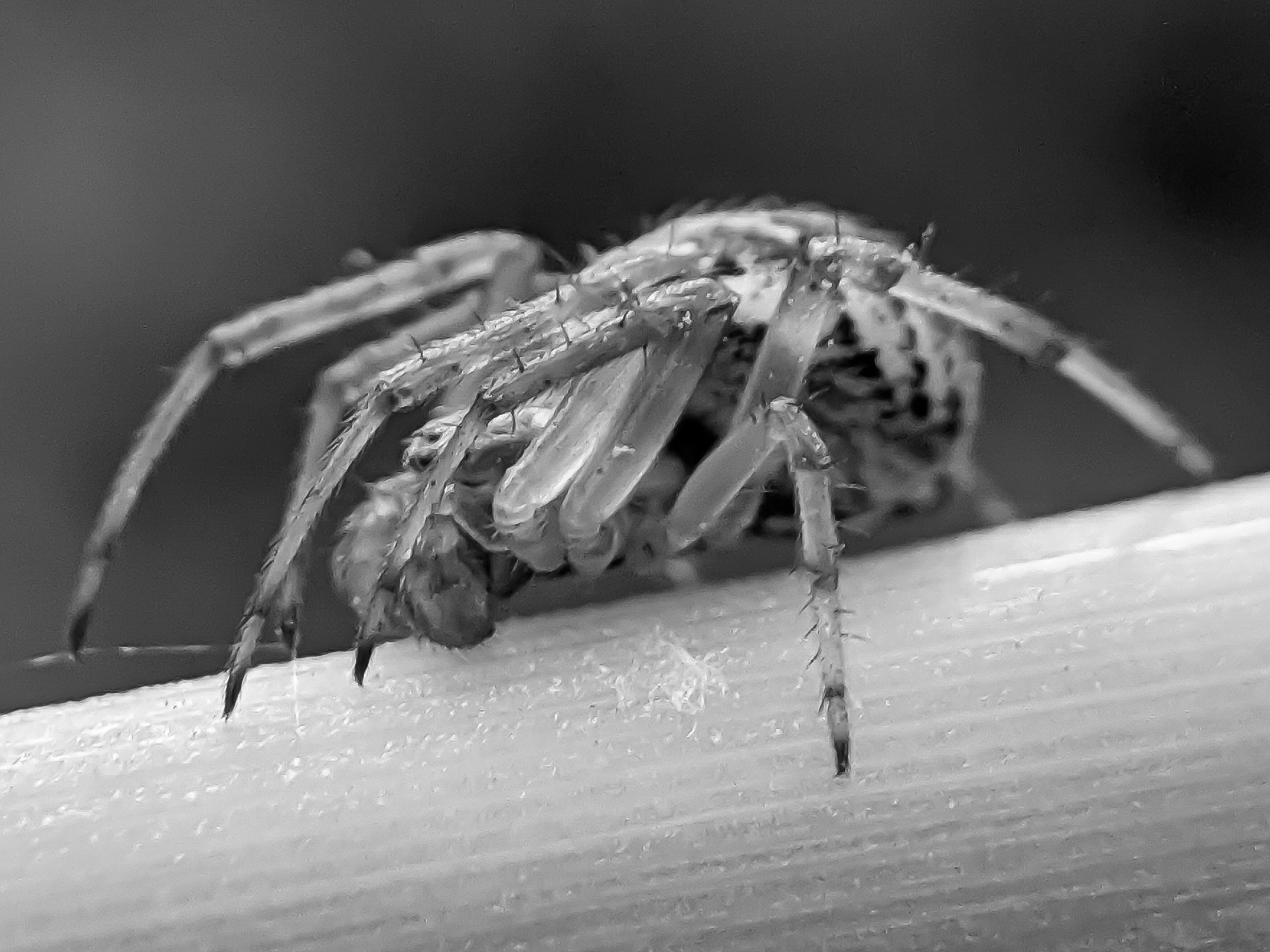 black&white spider (2).jpg