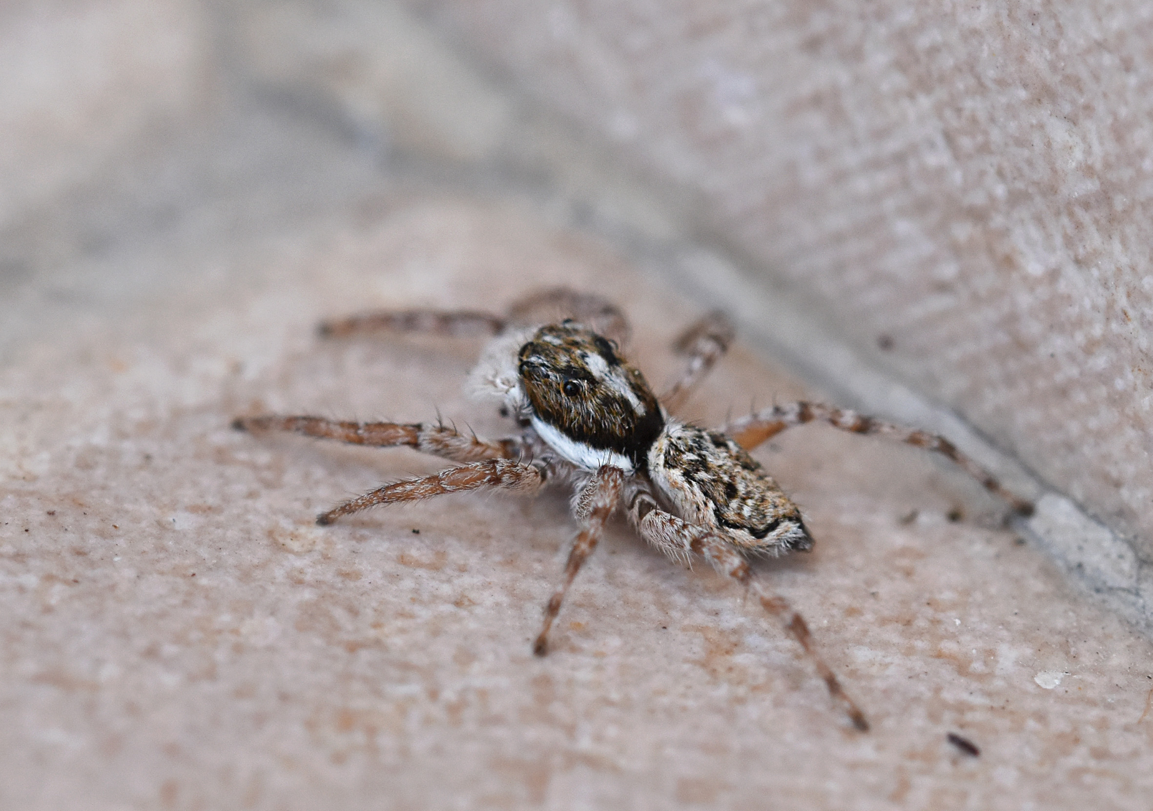 jumping spider balcony 2.jpg