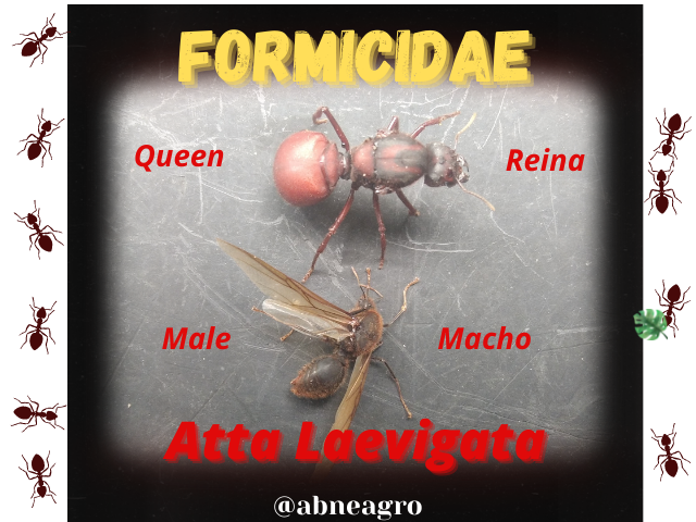 Formicidae(3).png