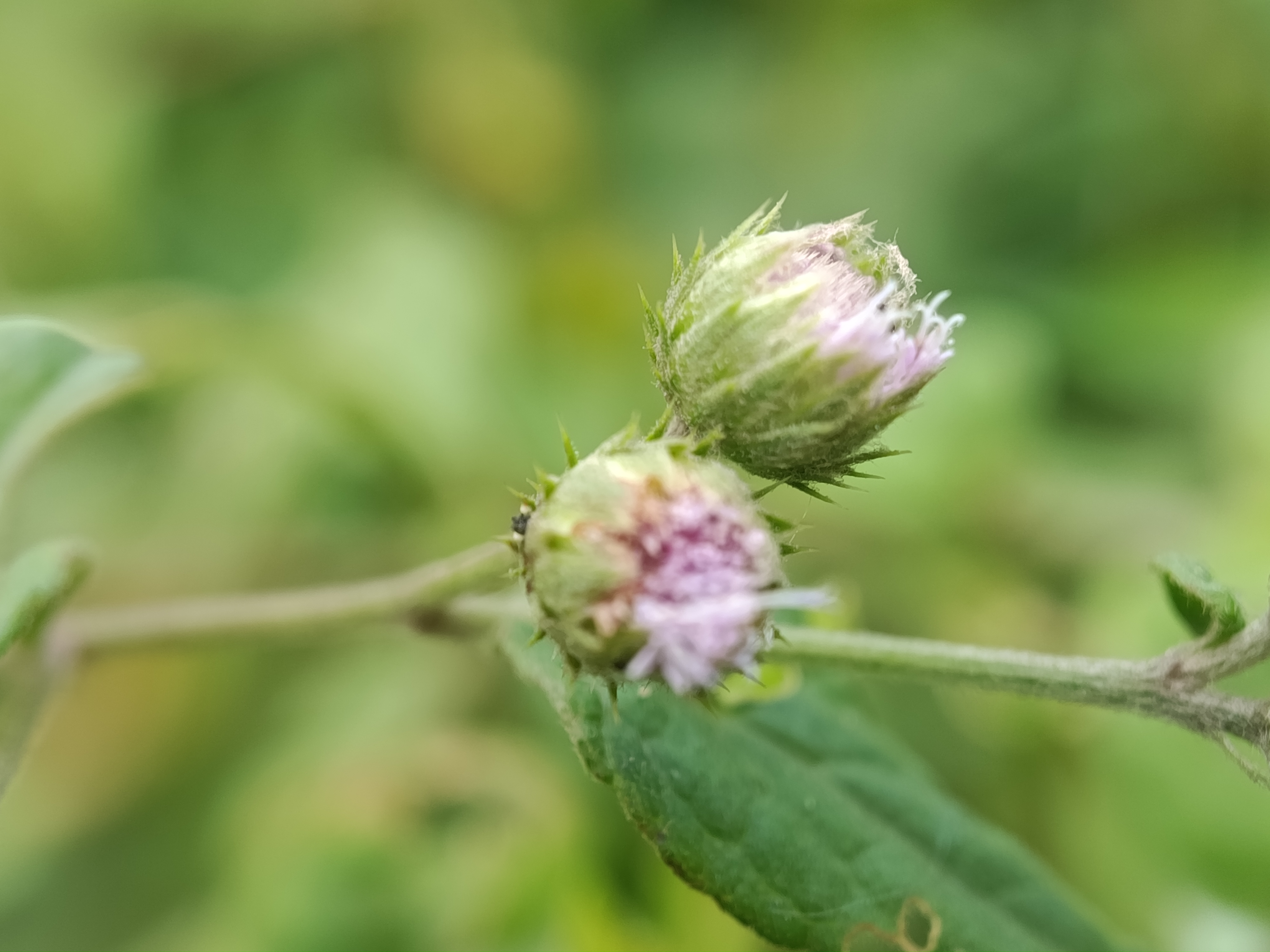 IMG_20250623_152917.jpg