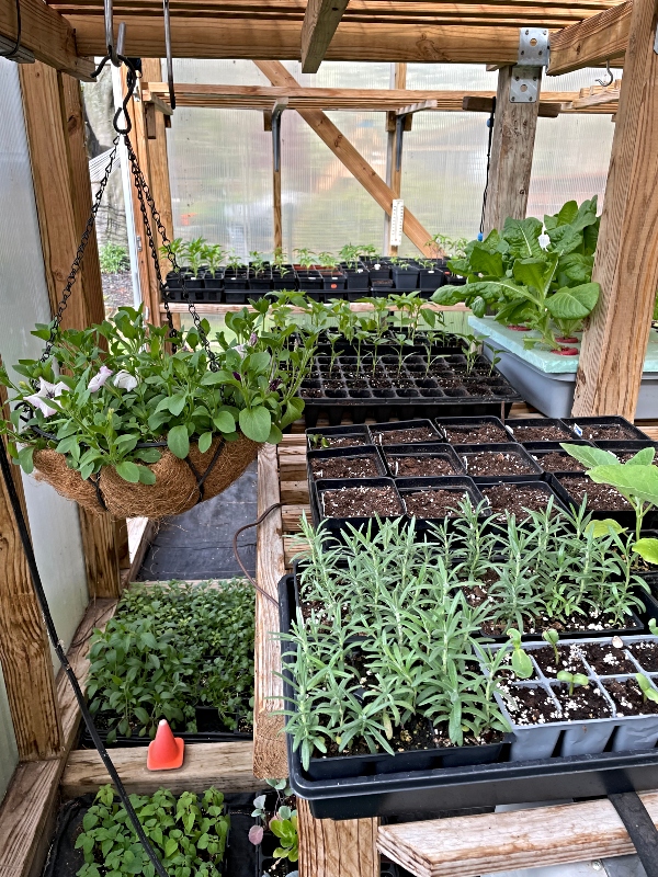 greenhouse-seedlings-urbangardens-1 (1).jpg