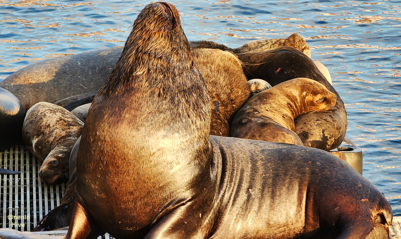 sealions-010.jpg