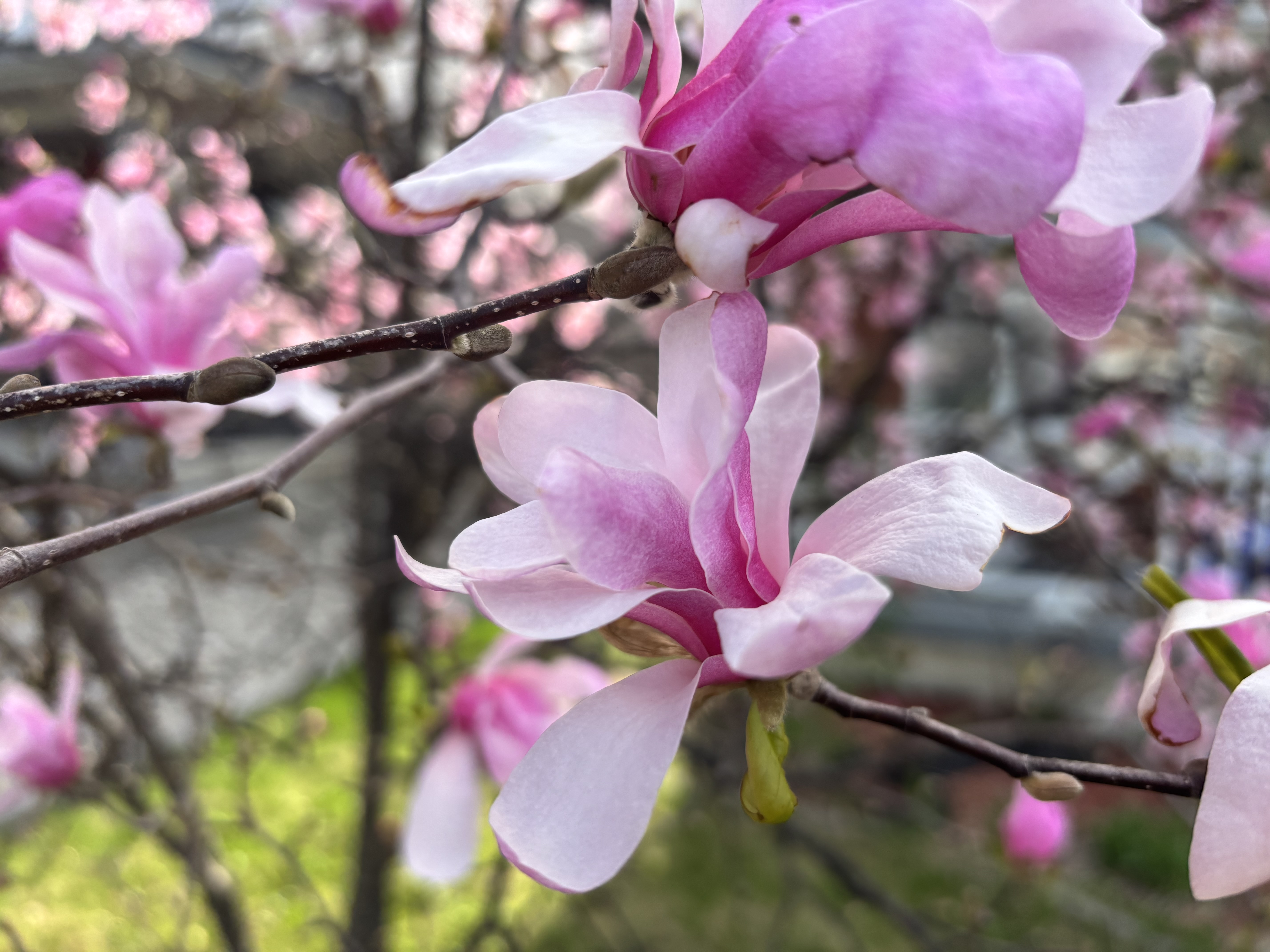 IMG_2476.jpeg