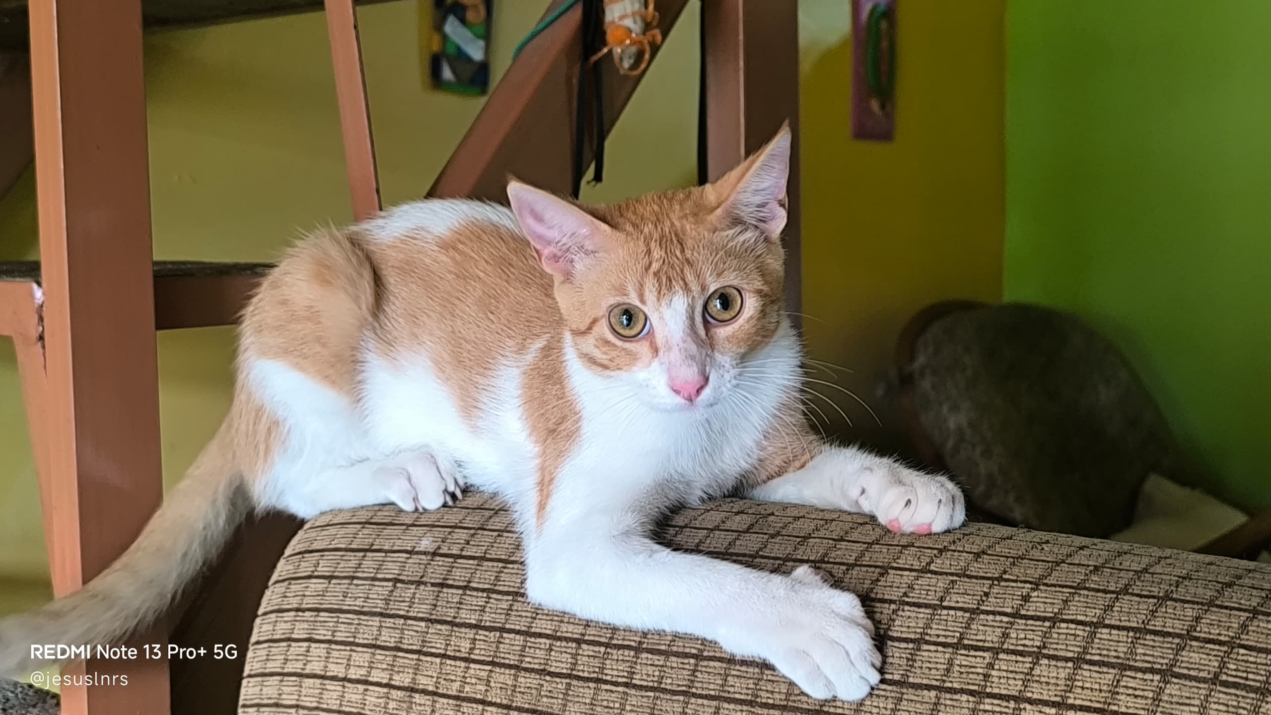 FIIIIIRUUUUMIAU!!!