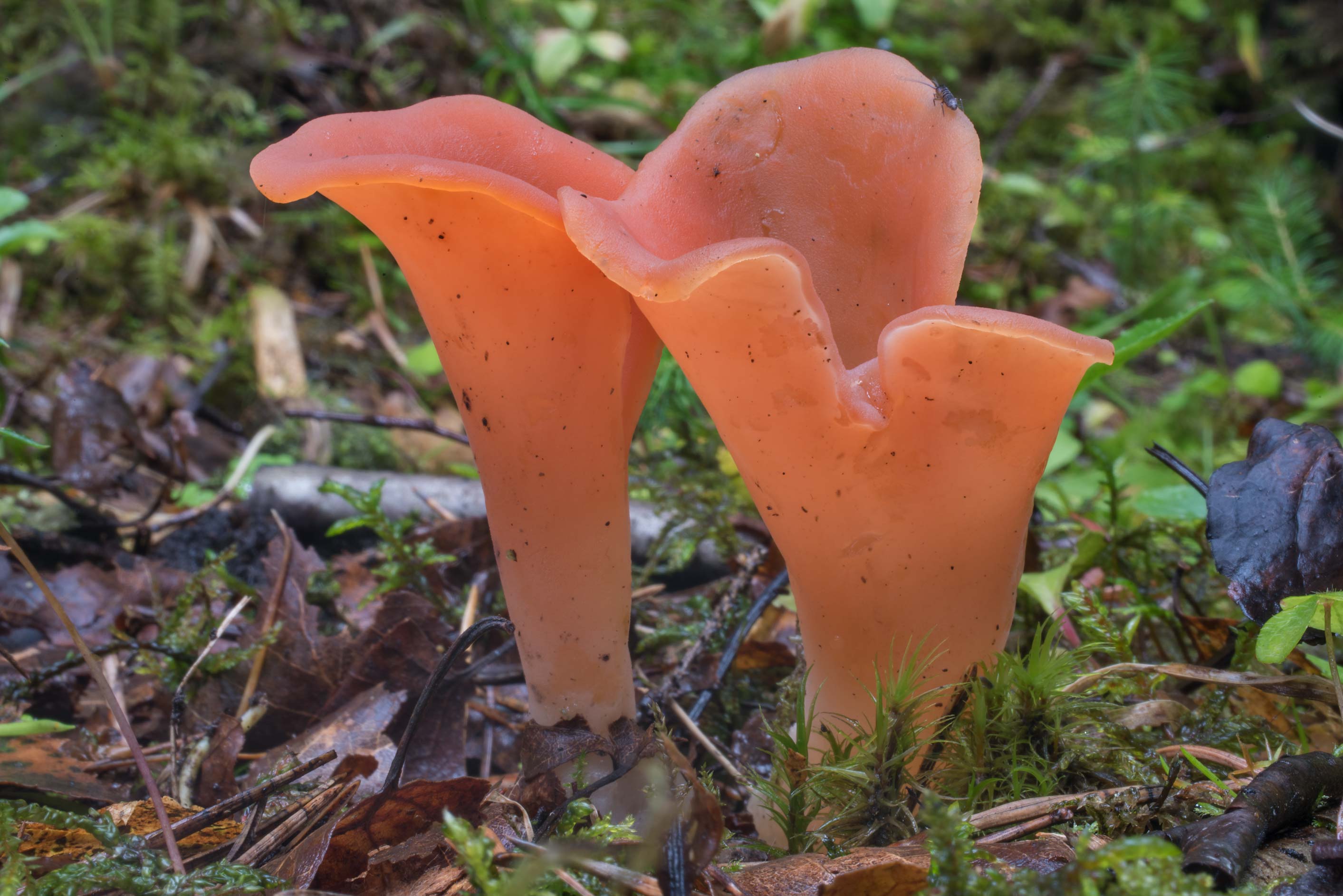 Edible Mushrooms: Apricot Jelly mushrooms ( Guepinia) — Hive