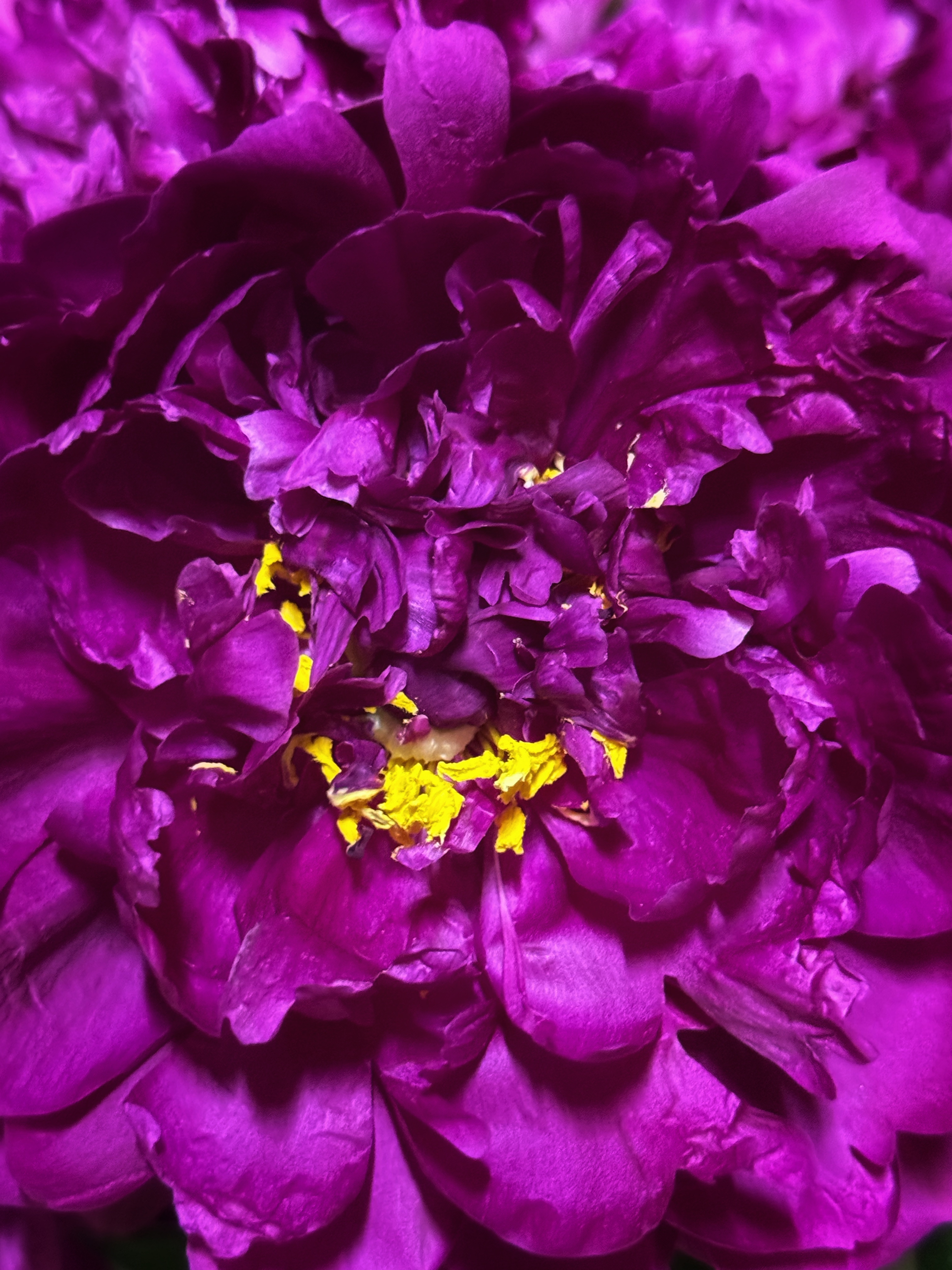 IMG_3384.jpeg