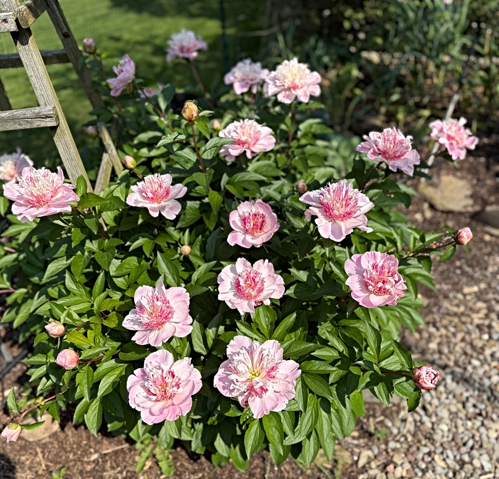 hivegarden-peony-13.jpg