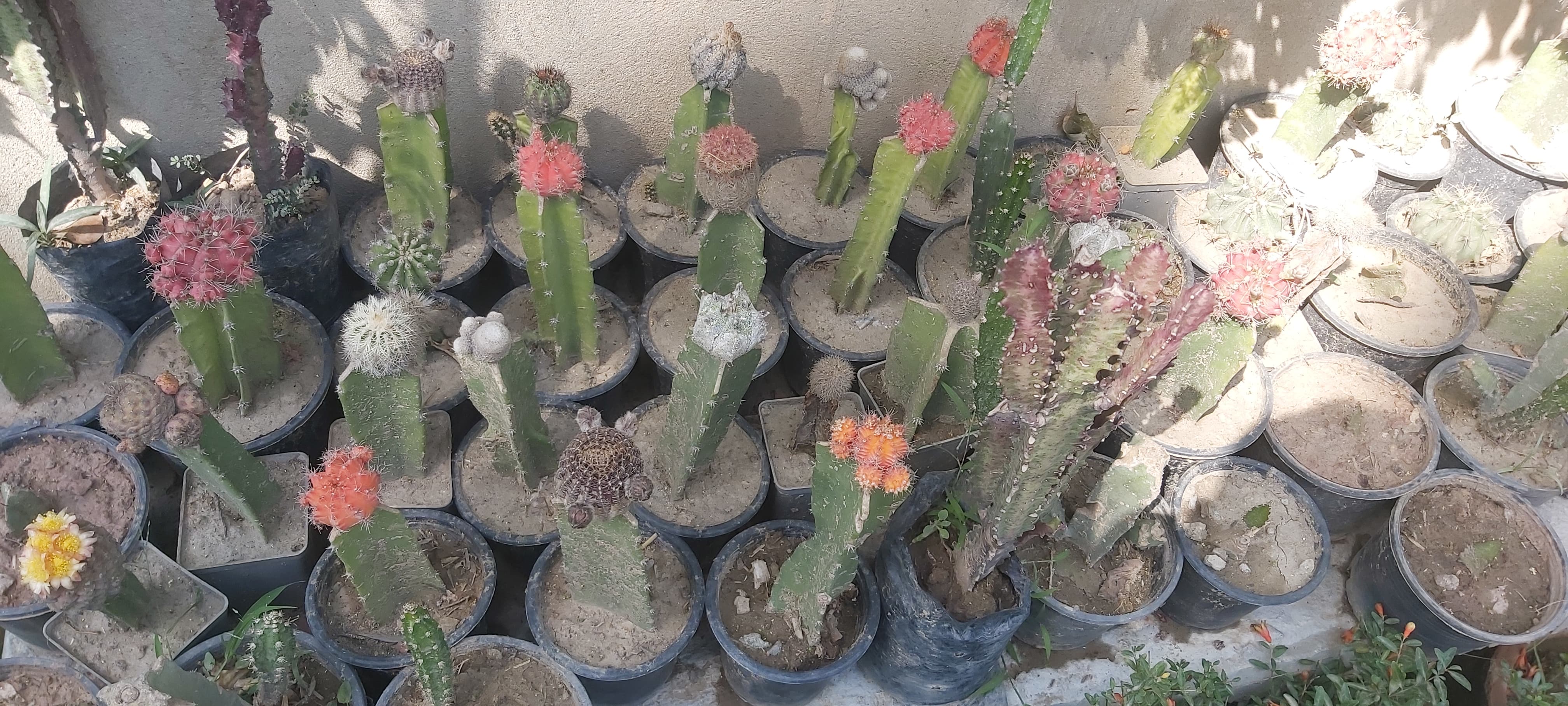 nursery nature (24).jpg