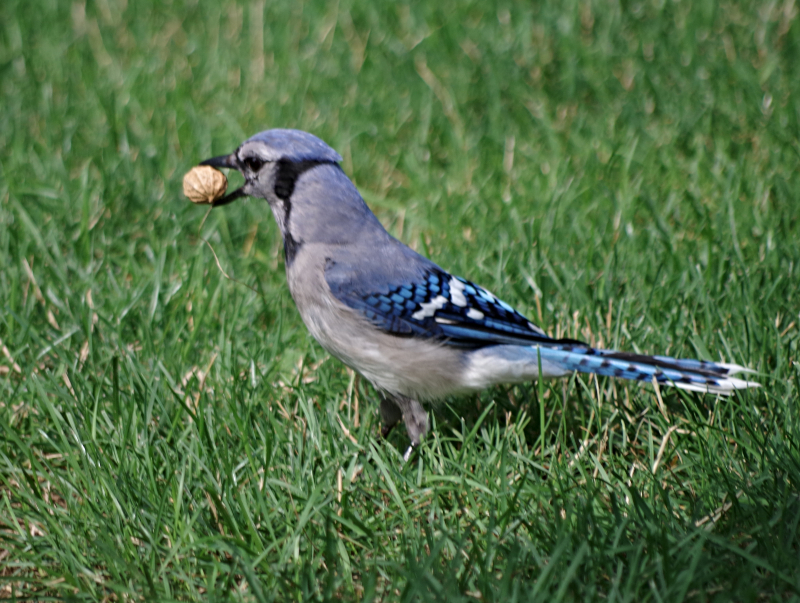 bluejay-peanut.jpg